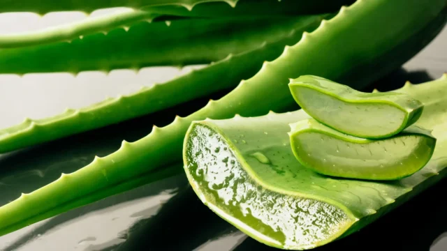 aloes medycyna chińska